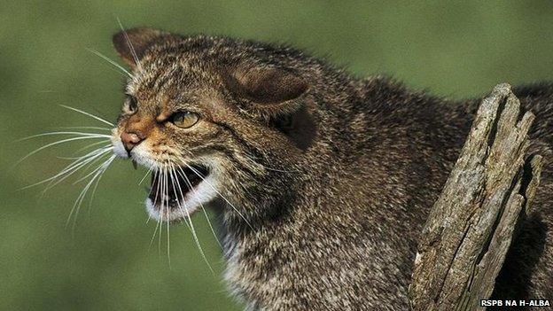Cat-fiadhaich