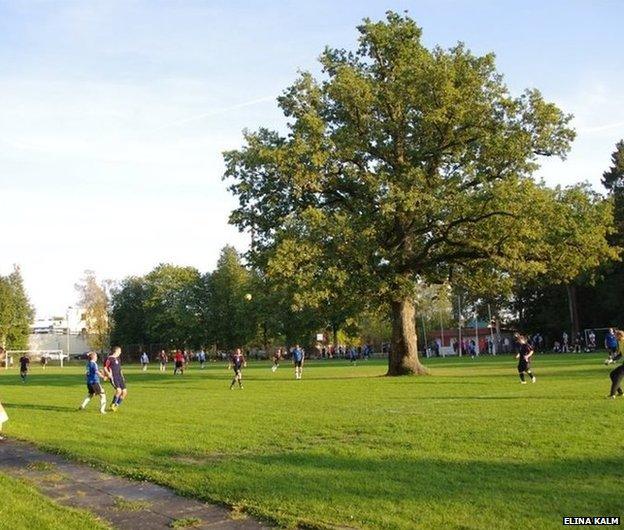 Oak tree on a football field, Orissaare, Saaremaa, Estonia