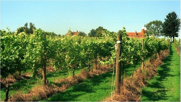 Vineyard in Wadhurst