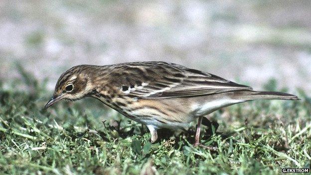 Tree pipit (Image: Goran Ekstrom)