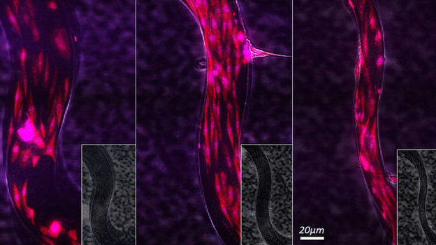 cell highways