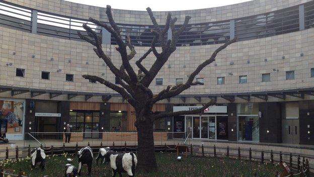 Milton Keynes oak tree