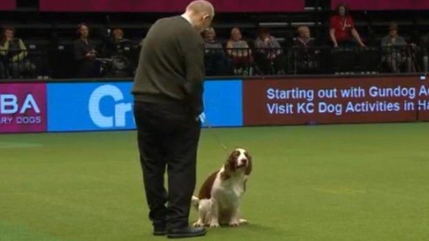 Dylan Thomas the dog at Crufts