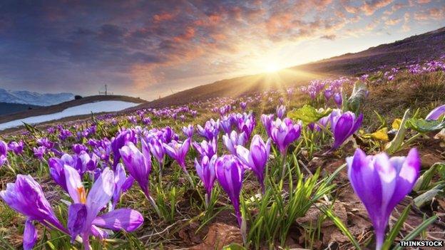 Crocuses at sunrise