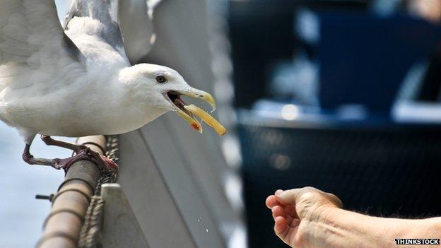 Seagull eating a chip