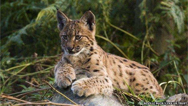 Lynx cub