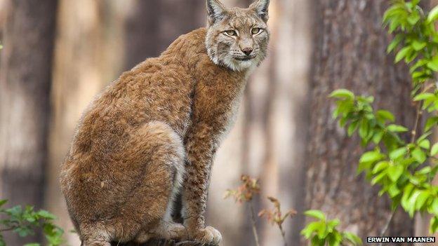 Lynx