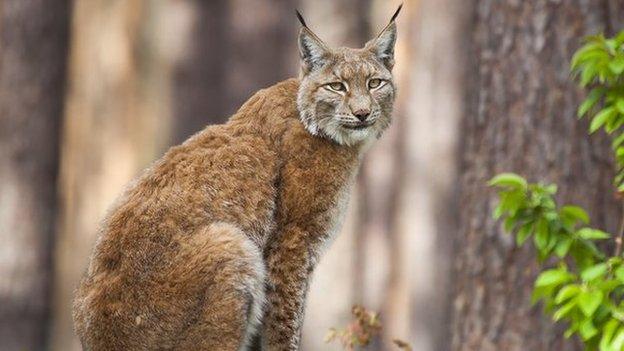 Wild lynx