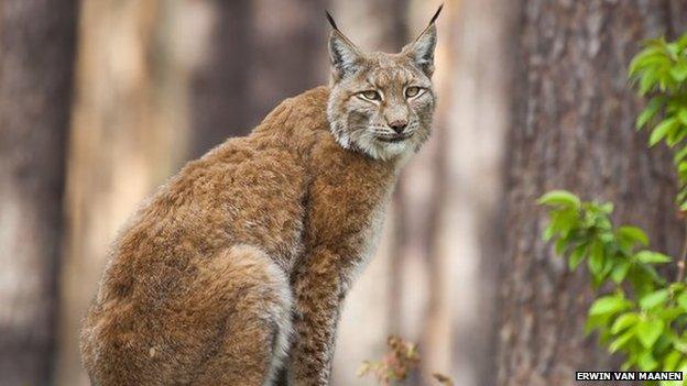 Wild lynx