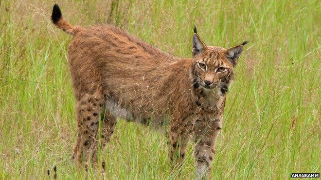 European lynx