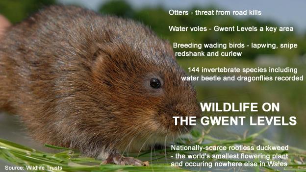 Graphc - water vole