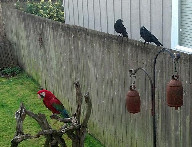 Two crows perched on fence near red macaw on a tree