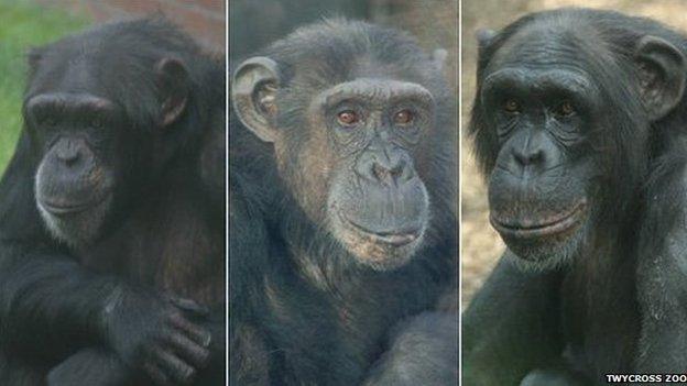 Chimps at Twycross Zoo