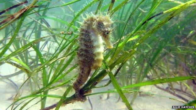 Seahorse