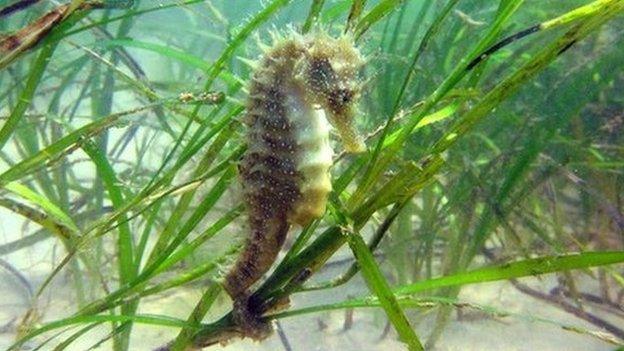 Seahorse