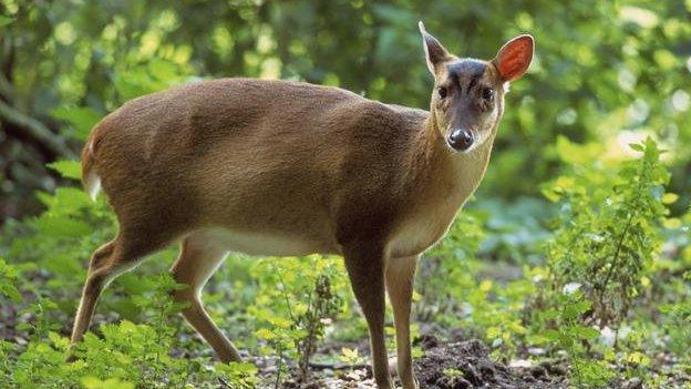 Muntjac deer