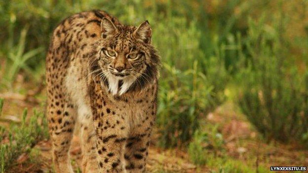 An Iberian lynx