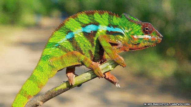 panther chameleon