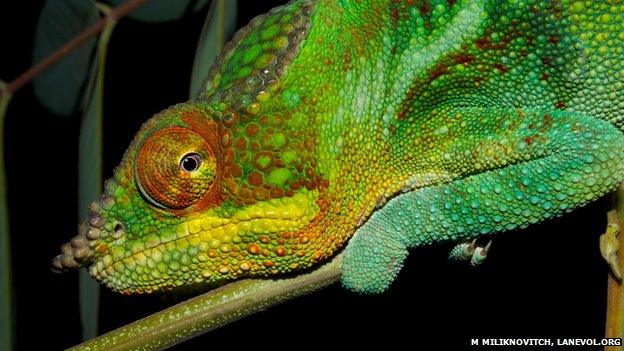 panther chameleon