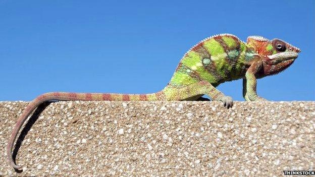 panther chameleon