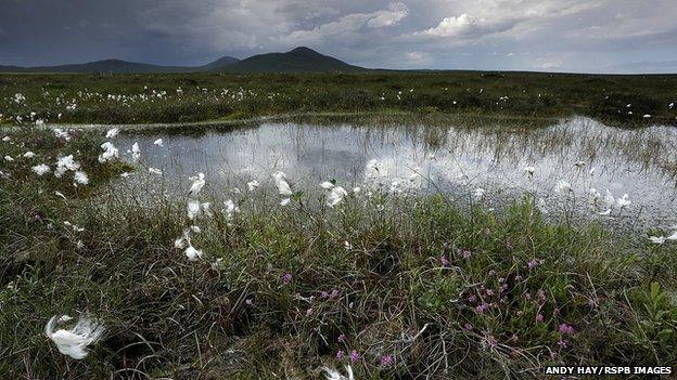 Flow Country in far north