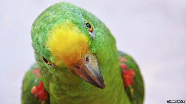 Green Cheeked Conure Parrot