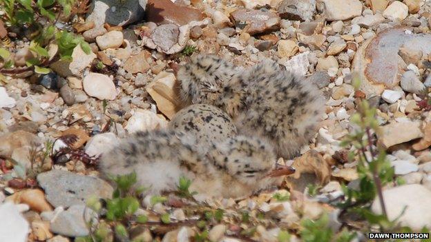 Model little terns on beach