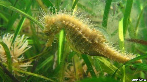 Spiny seahorse