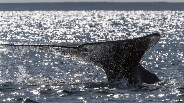 A grey whale (Eschrichtius robustus) dives into the Ojo de Liebre Lagoon in Mexico on 3 March, 2015.