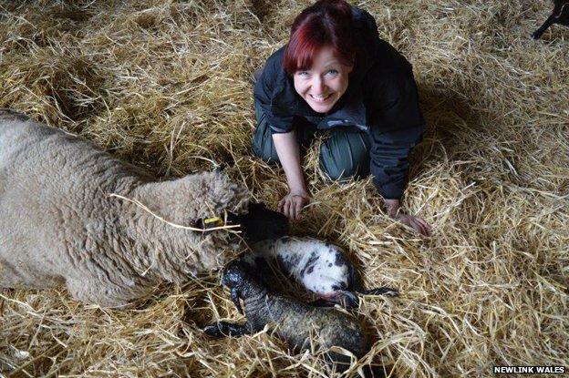 Helping with lambing