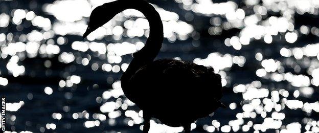 A black swan walks along the edge of the lake during practice