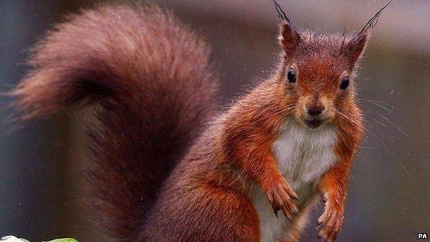 Red squirrel