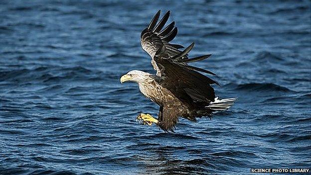 White-tailed eagle in flight (library image)