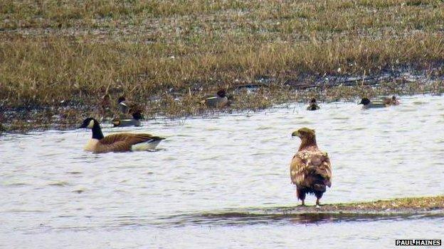 White Tailed Sea Eagle at Micklemere, Suffolk