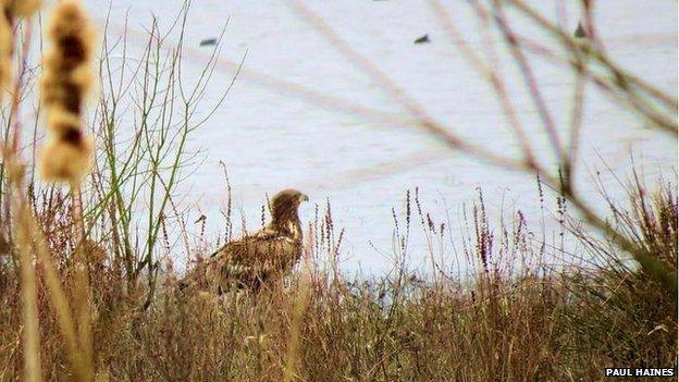 White Tailed Eagle at Micklemere, Suffolk