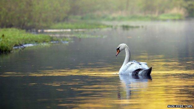 mute swan