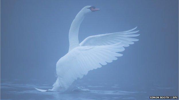 swan