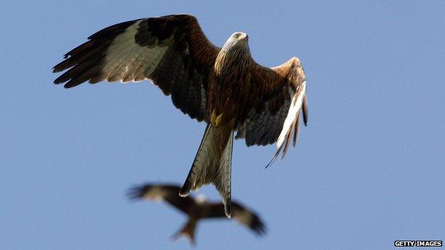 red kite