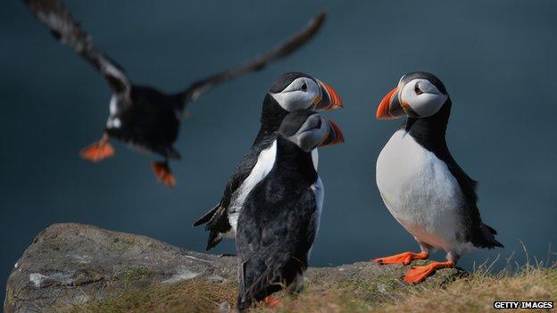 puffins