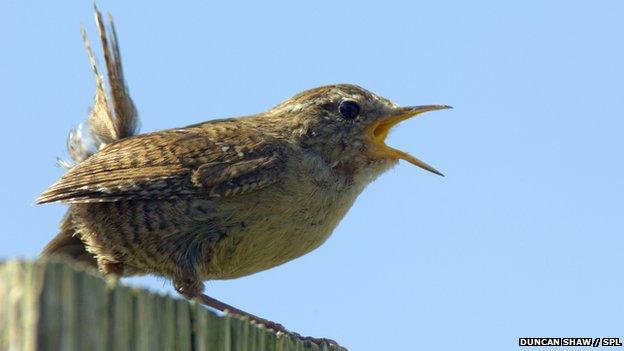 wren