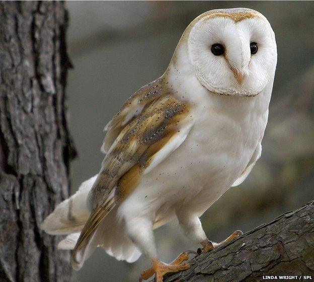 barn owl