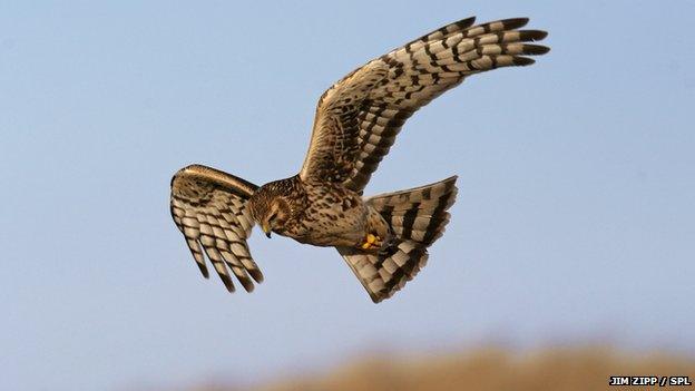 hen harrier