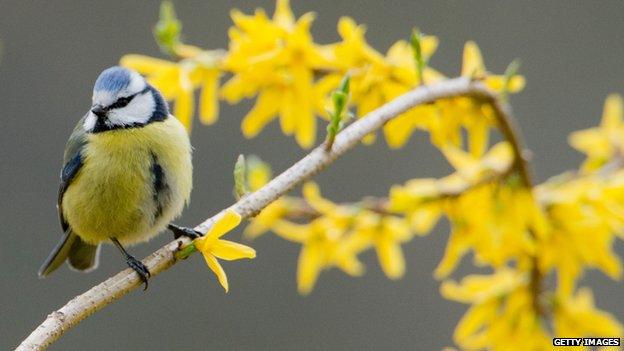 blue tit