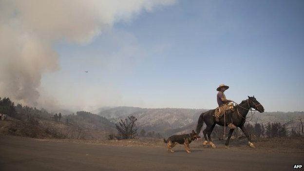 A Chilean cowboy going back home goes through areas affected by the forest fire, in Valparaiso on 14 March, 2015.