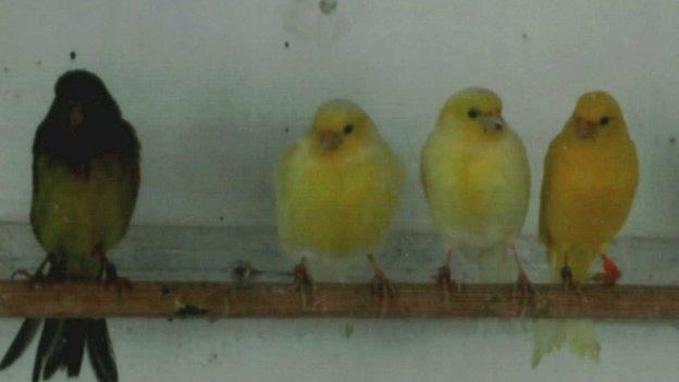 Stolen canaries