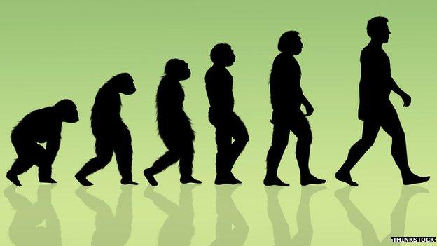 Graphic showing Darwin's theory of evolution