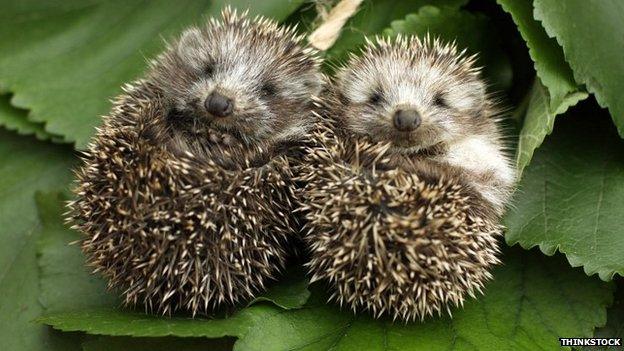 Two hedgehogs