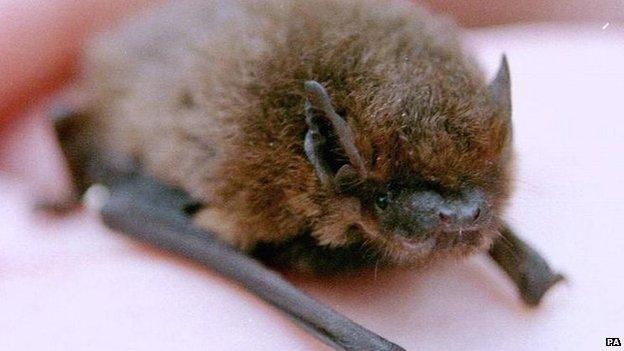 Pipistrelle bat