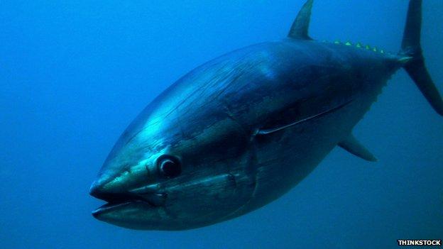 Bluefin tuna