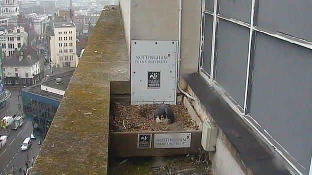 Peregrine webcam on NTU building